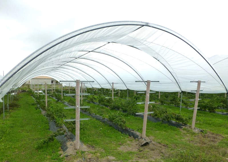 Plantation of red fruits with poles / mainstays Previcon